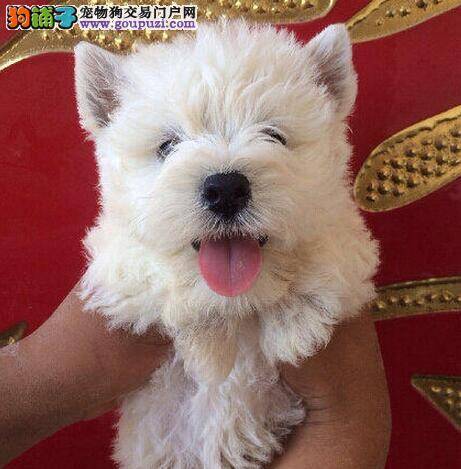 西高地突然不知道为什么后腿站起来