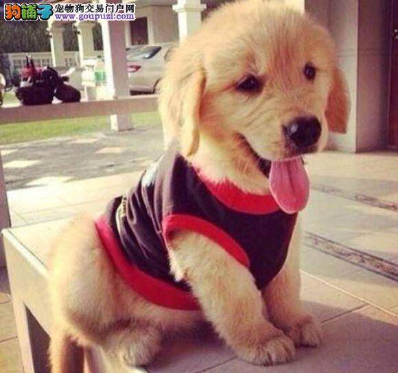 金毛犬拉便便先干后稀是怎么回事