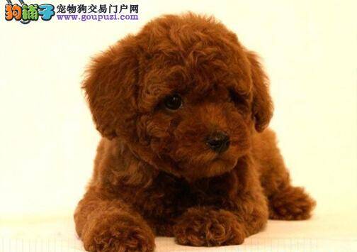 养犬需要做好的心理准备 这样饲养贵宾犬最容易