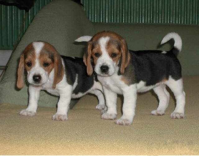 比格犬吃完骨头咳嗽呕吐是怎么了