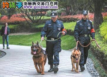 杭州小区成立特勤队 成员颜值高本领大配有警犬