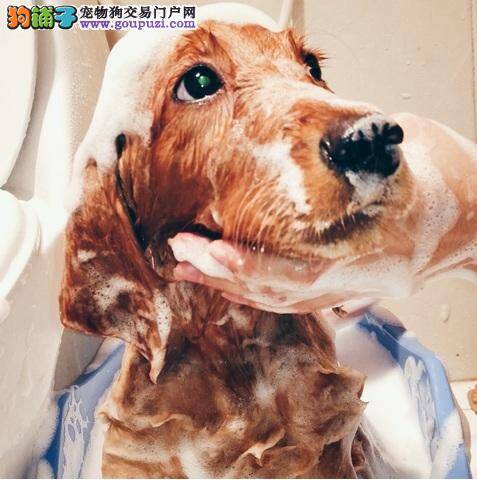这种情况下千万不要给金毛犬洗澡
