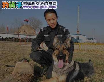 讲述警犬与女大学生的神秘情缘