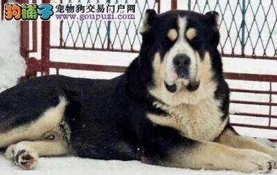 美容新诀窍 五个步骤给中亚牧羊犬轻松梳理毛发