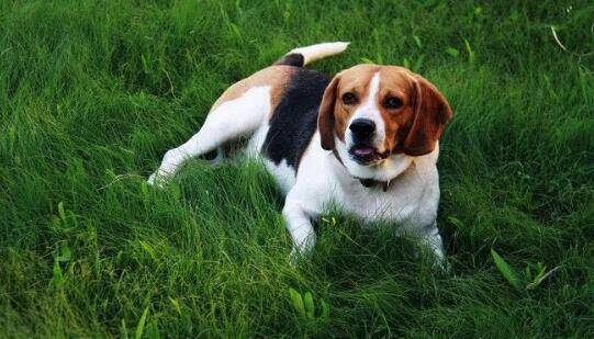 智商不高但倍受欢迎的比格犬，你要不要养一只