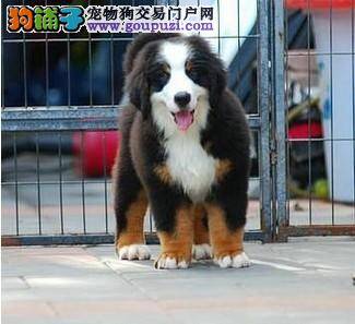 伯恩山犬不怎么吃饭，只喝水怎么办