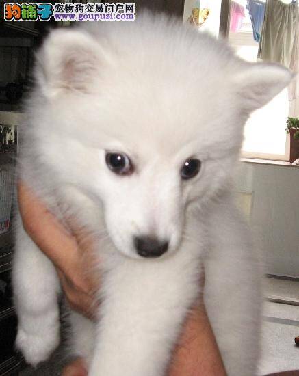 银狐犬得了冠状病毒能治好吗