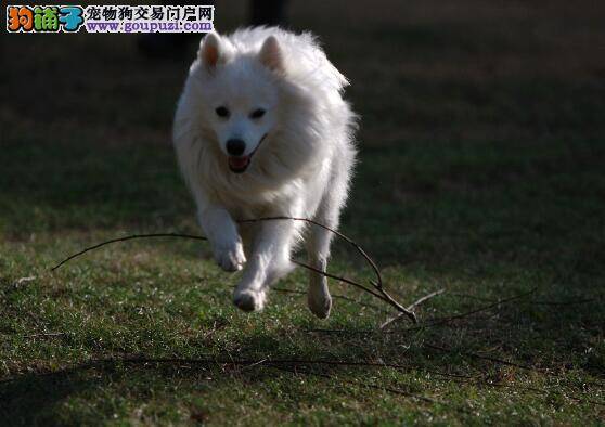 健康标准的银狐犬的选购特征有哪些