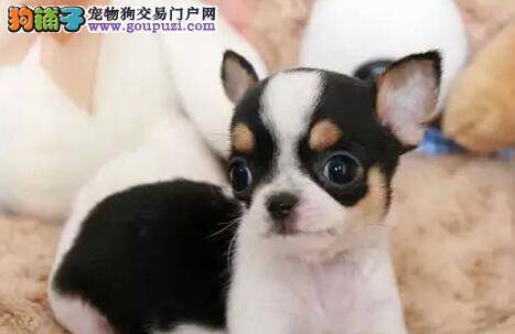 吉娃娃洗澡过程中出现呕吐的情况怎么治疗