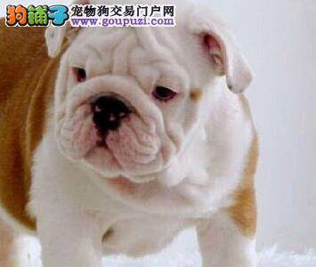 斗牛犬出现尿失禁的情况如何是好