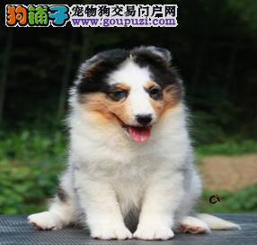 喜乐蒂犬突然出现很多眼屎是不是生病了