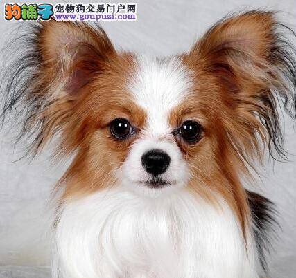 宠物保姆告诉你如何解决蝴蝶犬洗澡难的问题