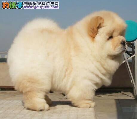 购买松狮犬有哪些硬性规定