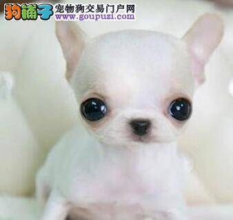 吉娃娃吃狗粮，一直干呕是什么问题