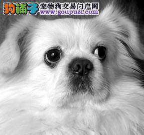 慈禧太后懂许多养狗之道，每只“御犬”都有俸禄