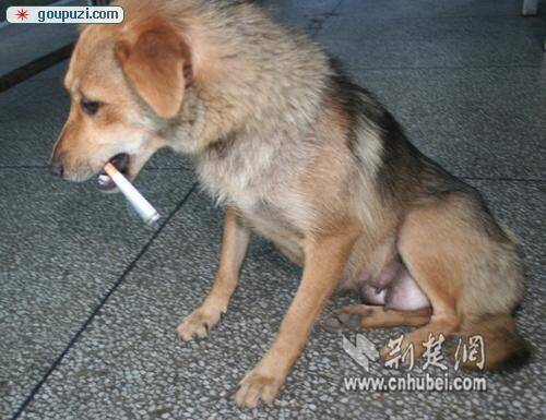 武汉市民家中养出能抽烟会提鞋的"最牛狗"(图)