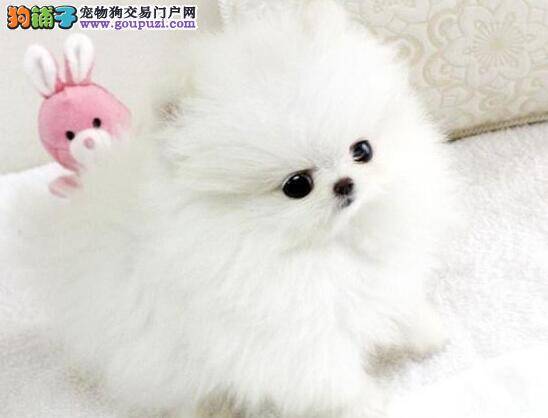 博美犬的便便里有虫子，而且口吐黄水应如何医治