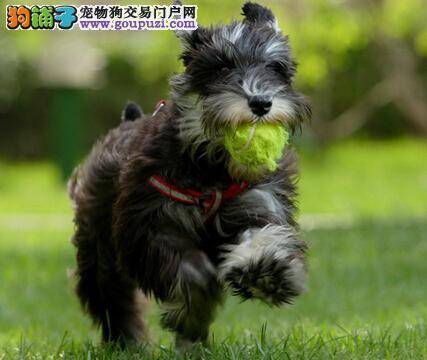 安全问题需谨慎 如何避免雪纳瑞幼犬在家中受到伤害