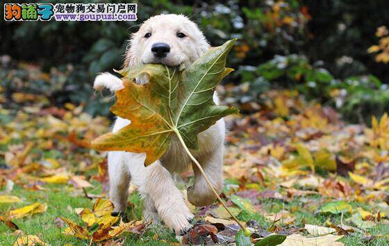 新生犬护理百科 刚分娩的拉布拉多犬幼犬要怎样饲养