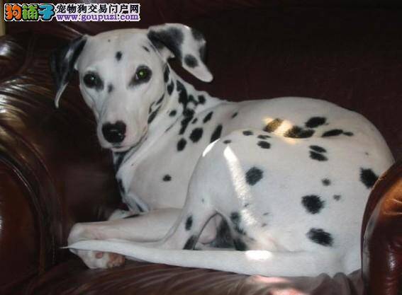 如何解释斑点狗爱舔舔
