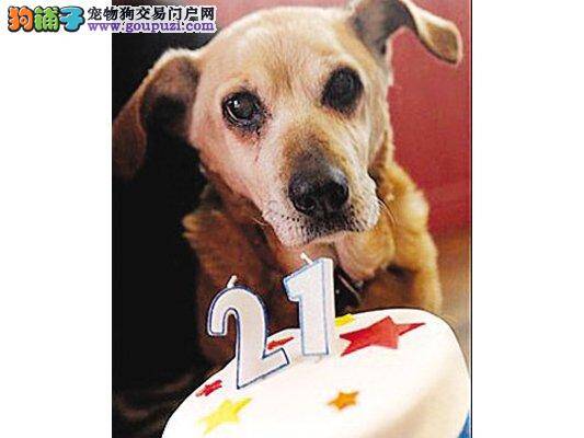 吉尼斯世界纪录“世界最老狗”狗龄147岁