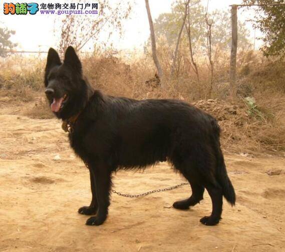 为什么说比利时牧羊犬是非常优秀的狗狗