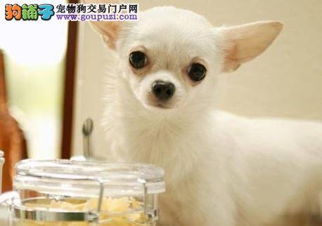 吉娃娃的外形标准与饲养注意事项