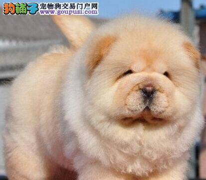 松狮犬独自在家呆着就乱叫怎样解决这个毛病