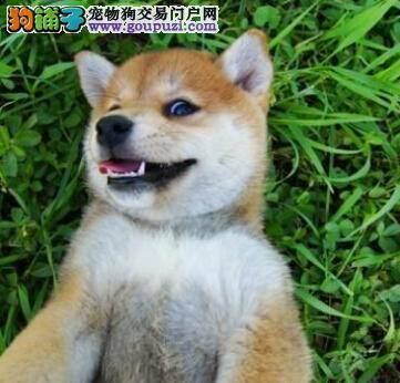 狗狗身体功能解析 介绍秋田犬唾液功能的优点