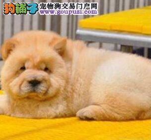 松狮幼犬的购买有哪些好的方法值得借鉴