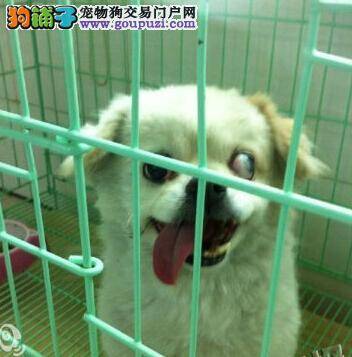 爱犬走失 主人发动朋友全城寻找最终团圆