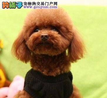 两个半月的贵宾犬偏瘦应该怎么增肥呢