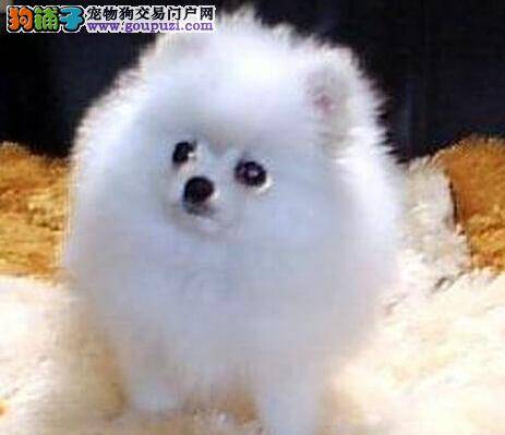 最近博美犬患上狗瘟怎么办