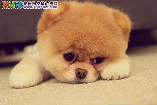 美容步骤大展示 给博美犬美容的基本步骤有哪些