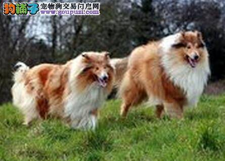 清理全攻略 怎样给苏格兰牧羊犬正确洗澡