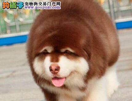 阿拉斯加犬身上起黄色的小疙瘩是皮肤病吗