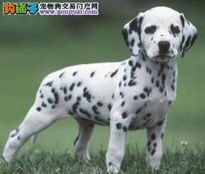 家中饲养斑点狗有何小技巧