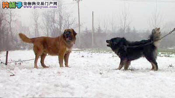 高加索犬vs藏獒整体对比【图】