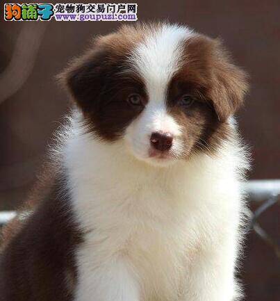 纯种边境牧羊犬幼犬应该具备的最基本的十大特征