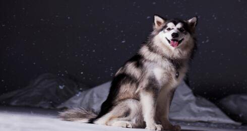 好喜欢阿拉斯加雪橇犬，得花多少钱才能入手一只呢