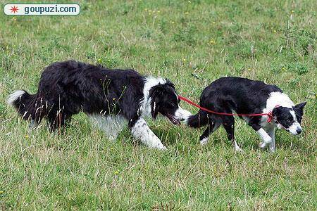 英国盲犬配有导盲犬起居生活有狗照顾