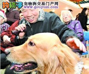 春节来临，“狗医生”出诊福利院提前向老人们拜年