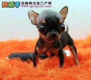 出生不久的吉娃娃拉肚子应如何是好