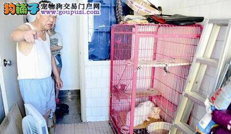 滨江森林公园举办亲子宠物活动 市民携带宠物狗参加