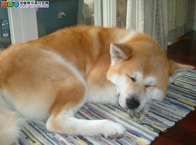 特殊原因引起秋田犬呕吐的处理方法