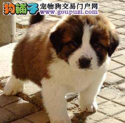 圣伯纳犬洗澡没吹干着凉了该怎么办