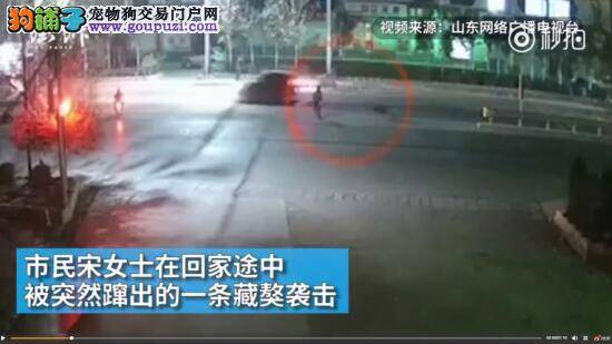 藏獒在路边袭击女路人，再次给养狗人敲响警钟