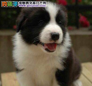 边境牧羊犬为什么总流眼泪 怎么处理