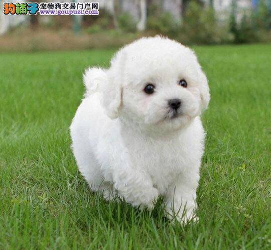 过度给茶杯犬补钙会让它丧命黄泉