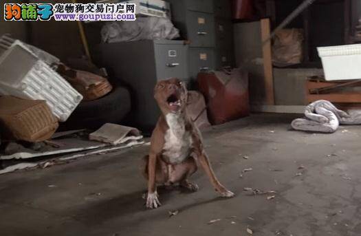 见人就跑的凶猛比特犬获救 下一秒动作感人落泪